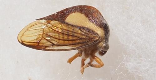 Nassunia sp.